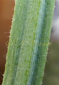 Stem